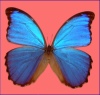 モルフォ蝶の構 色
